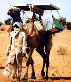 Solar Powered Camel